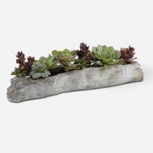  60174 - Charita Lush Succulents